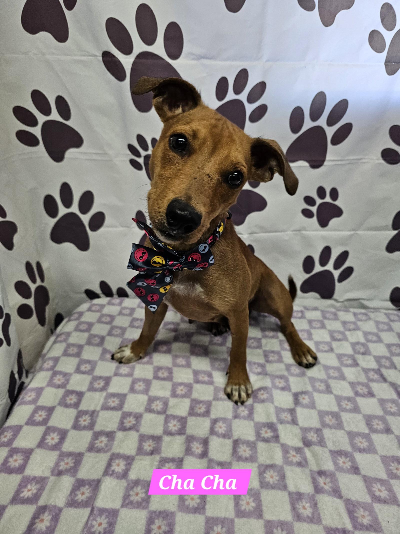 Cha Cha, Adopted, Adult Female Rat Terrier.