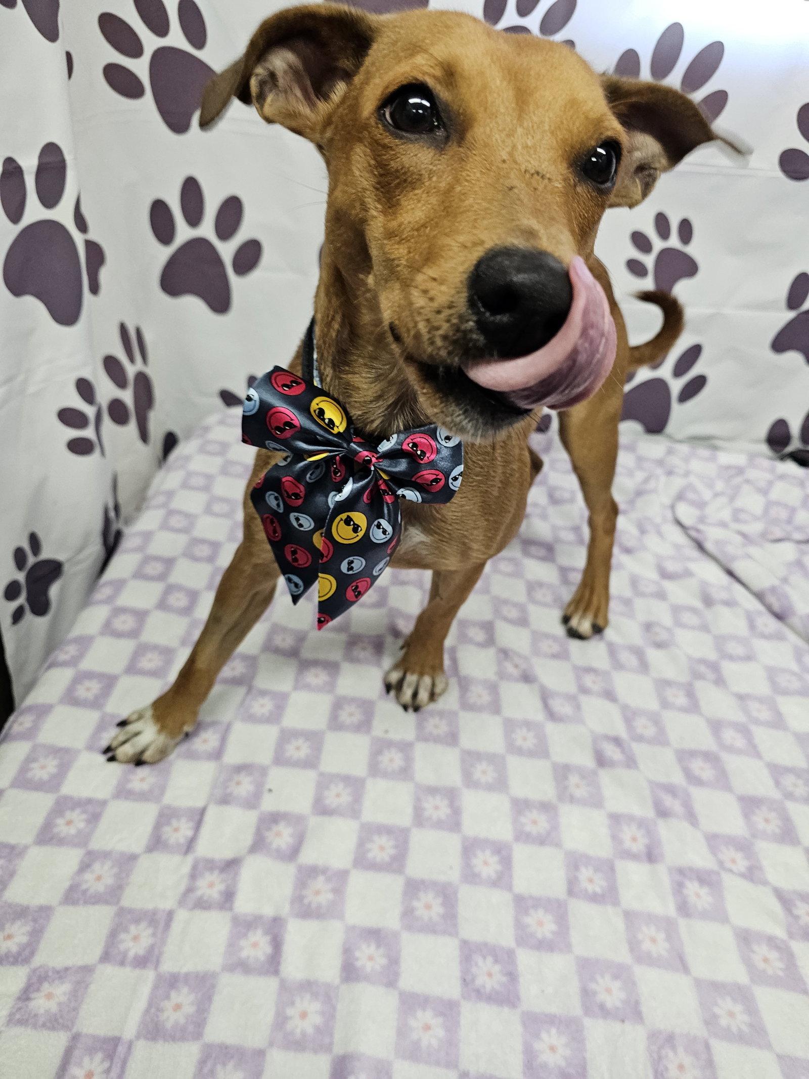 Enlarge Cha Cha, a Adopted Rat Terrier in Metairie, LA image 2/2