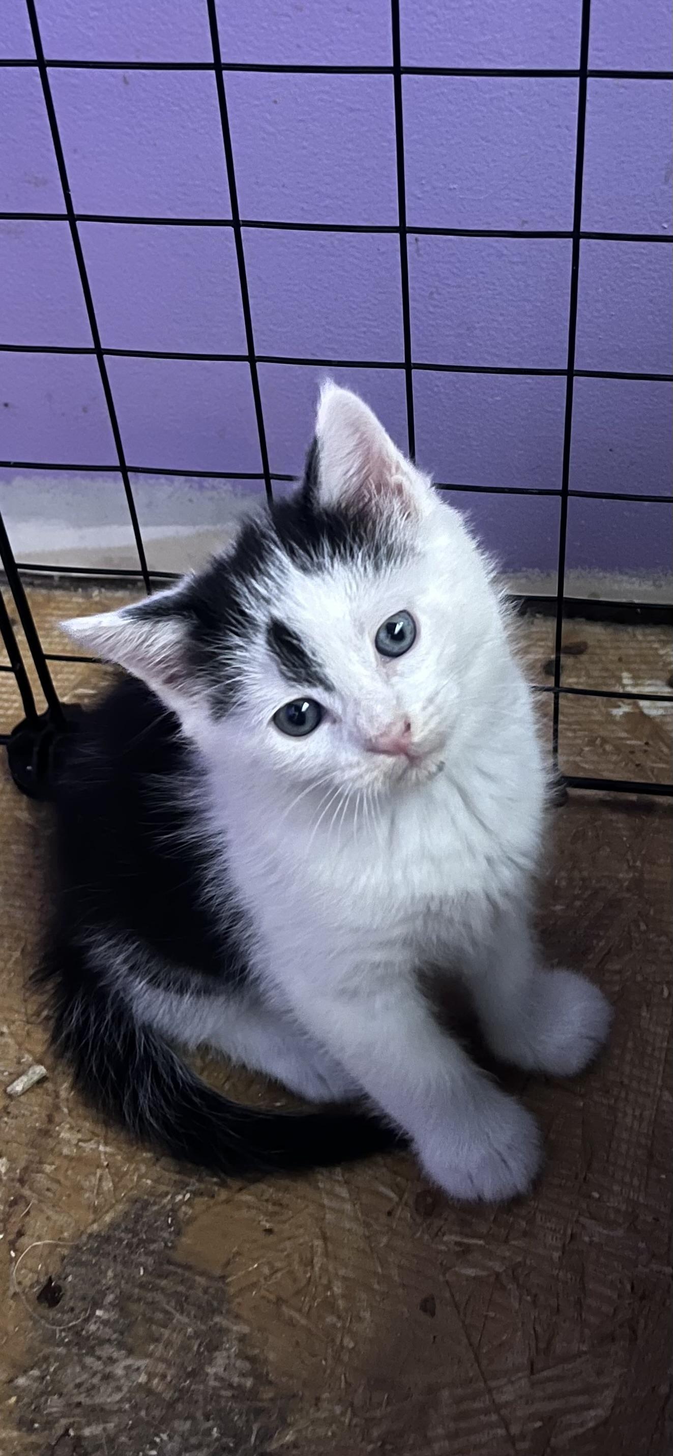 Douglas fur, ADOPTABLE, Kitten Male Tuxedo & Turkish Van.