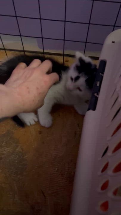 Enlarge Douglas fur, a ADOPTABLE mixed breed in Newark valley, NY video 3/3