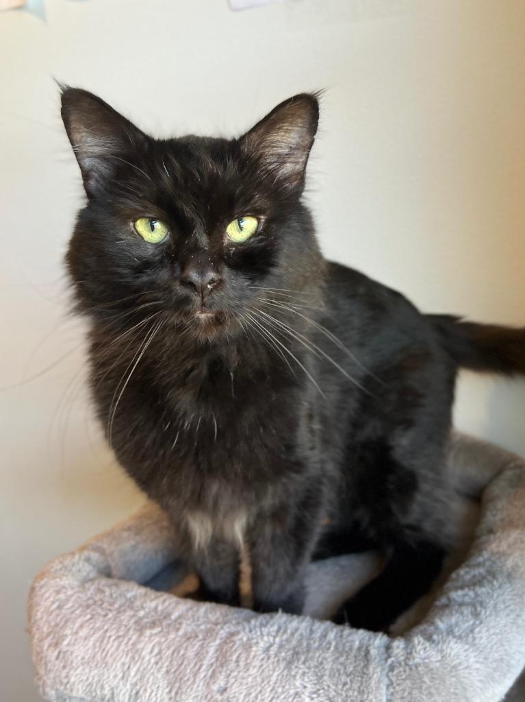 Bazille, Adoptable, Senior Male Domestic Short Hair.