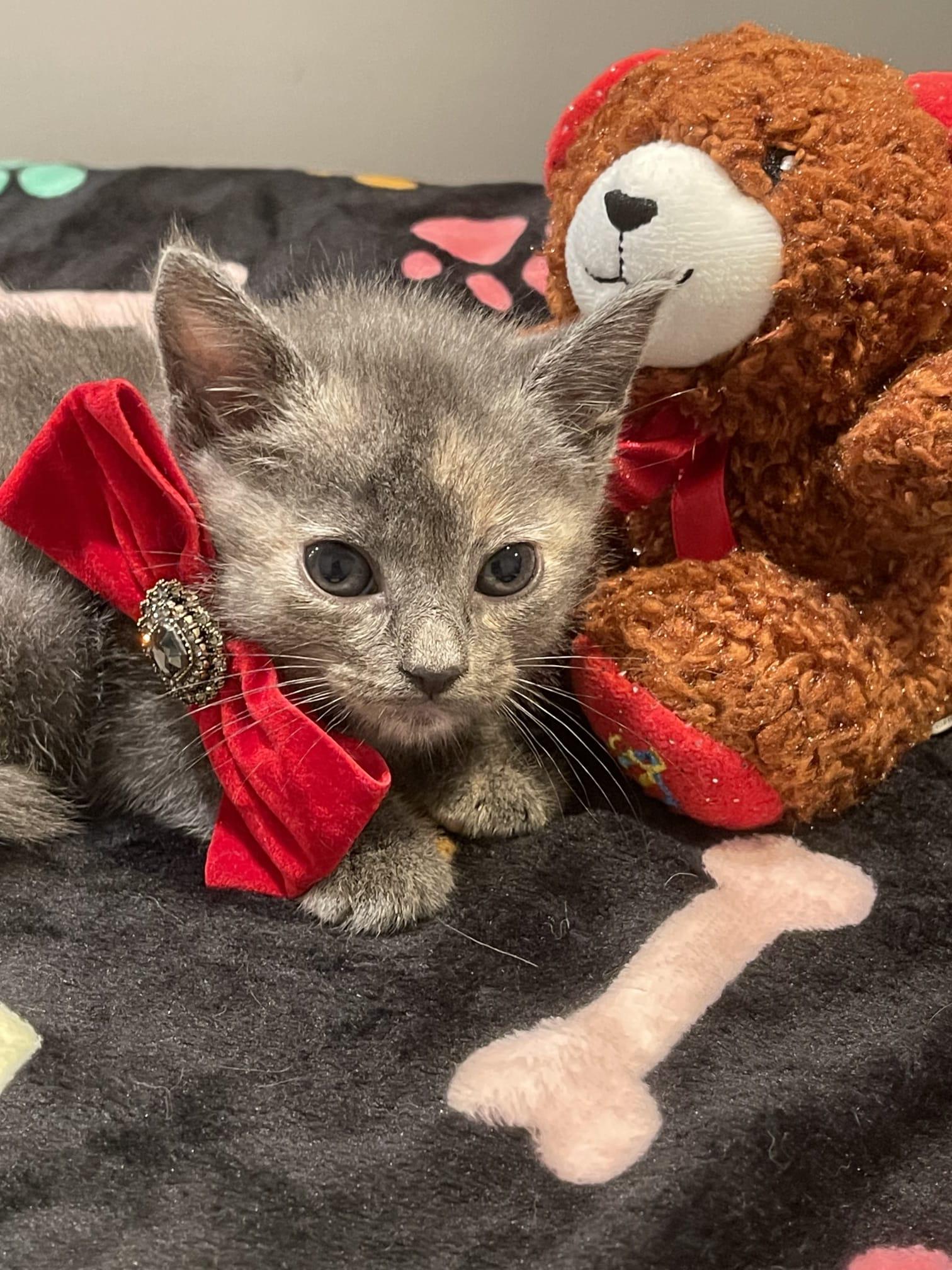 Enlarge NELOOFIR, a ADOPTABLE Dilute Tortoiseshell in Santa Ana, CA image 4/4