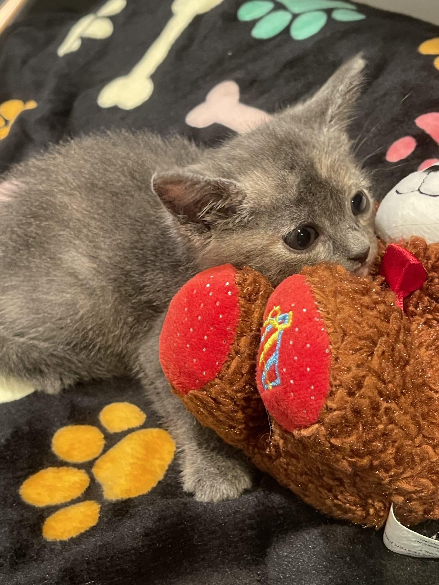 Enlarge NELOOFIR, a ADOPTABLE Dilute Tortoiseshell in Santa Ana, CA image 1/4