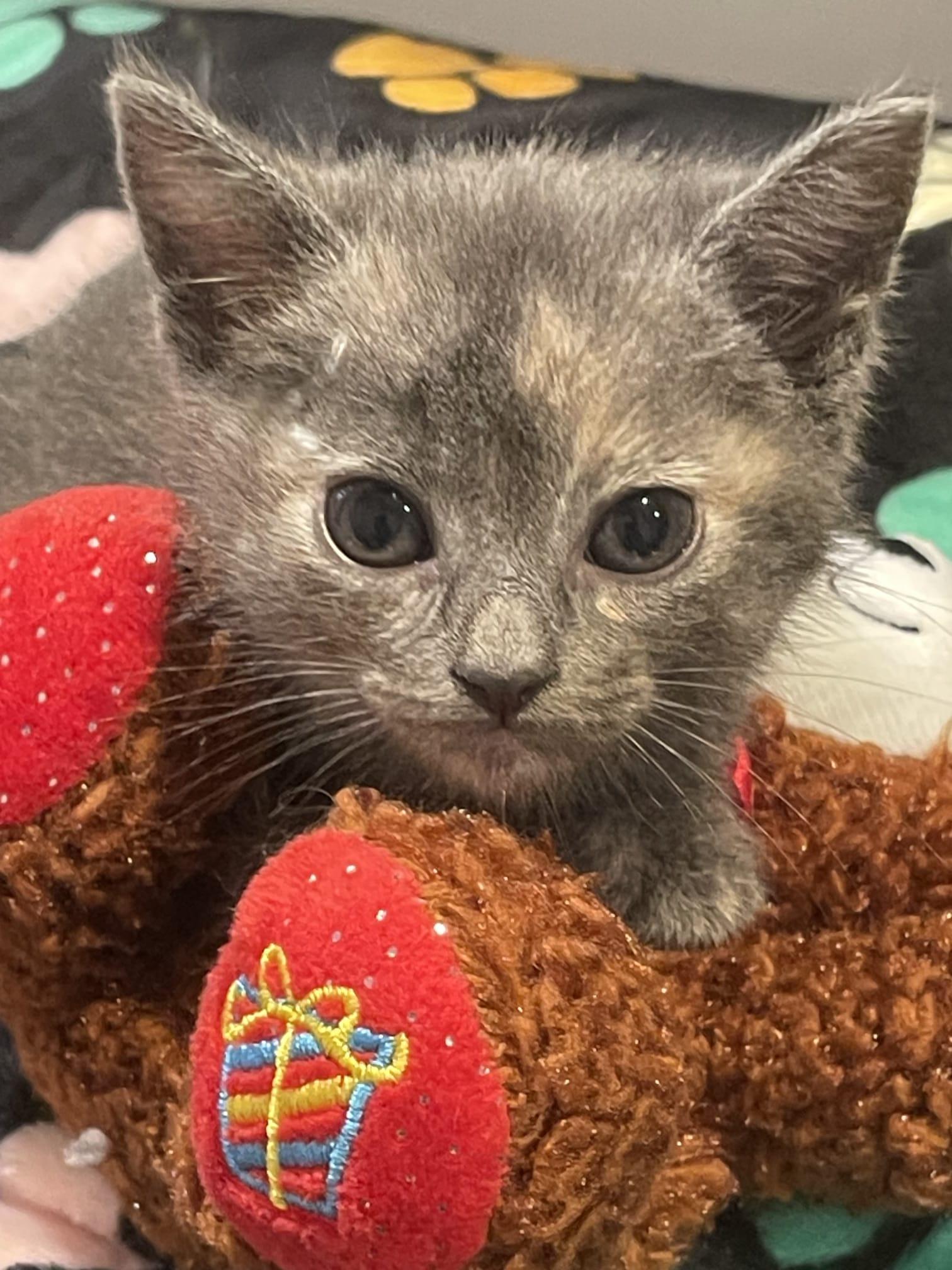 Enlarge NELOOFIR, a ADOPTABLE Dilute Tortoiseshell in Santa Ana, CA image 2/4