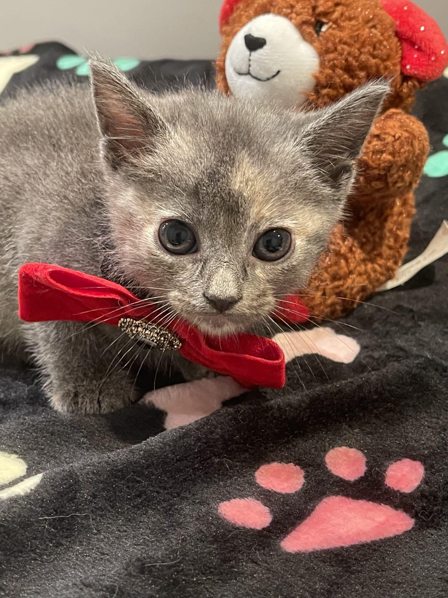 Enlarge NELOOFIR, a ADOPTABLE Dilute Tortoiseshell in Santa Ana, CA image 3/4
