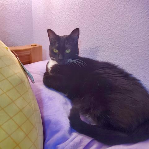 Enlarge CeCe, a Adoptable Domestic Short Hair in Portland, OR image 1/6