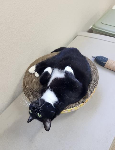 Enlarge CeCe, a Adoptable Domestic Short Hair in Portland, OR image 2/6