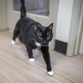 Enlarge CeCe, a Adoptable Domestic Short Hair in Portland, OR image 4/6