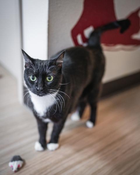Enlarge CeCe, a Adoptable Domestic Short Hair in Portland, OR image 5/6