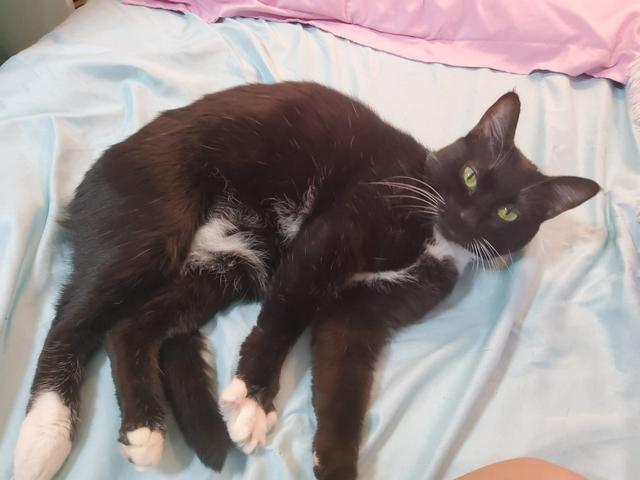 Enlarge CeCe, a Adoptable Domestic Short Hair in Portland, OR image 6/6