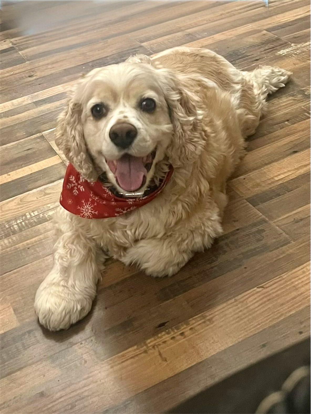 Enlarge Ozzy, a ADOPTABLE mixed breed in Ronkonkoma, NY image 2/2