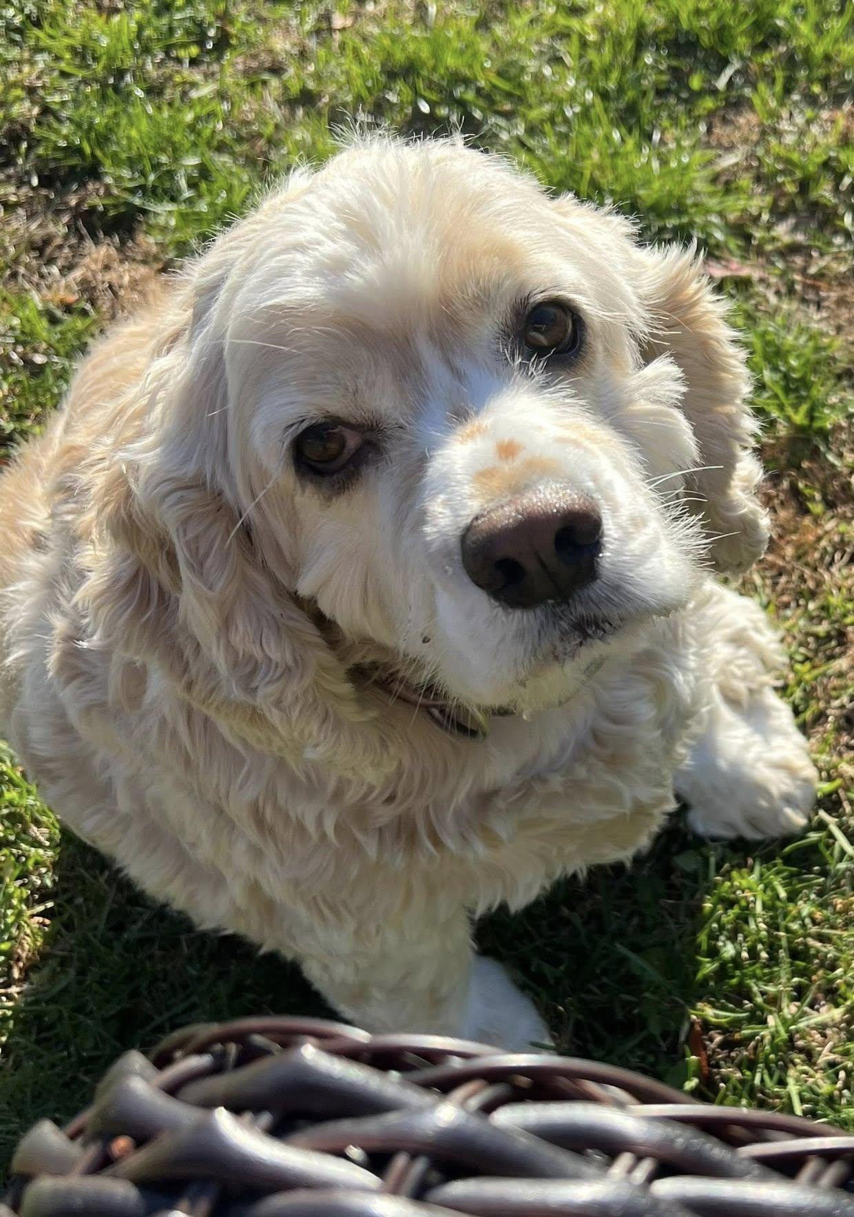 Ozzy, ADOPTABLE, Adult Male Mixed Breed.