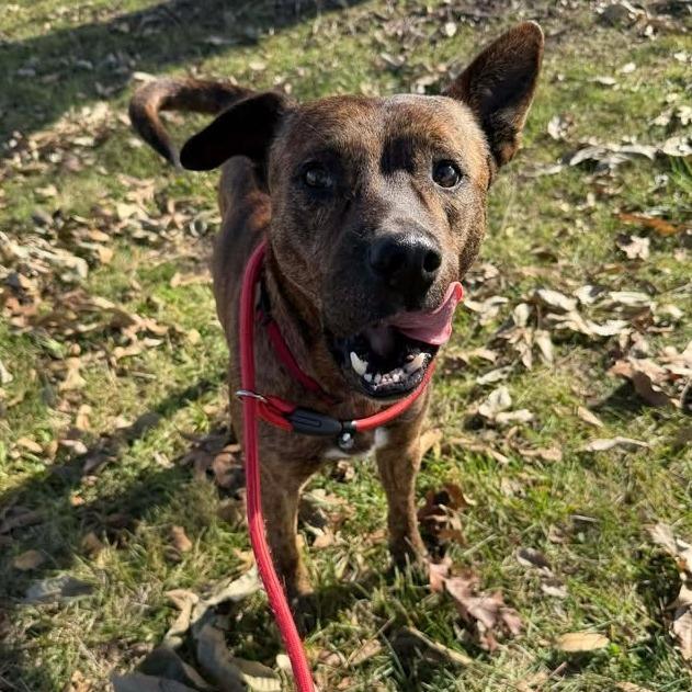 Enlarge Nimbus, a Adoptable Pit Bull Terrier in Vinita, OK image 1/5