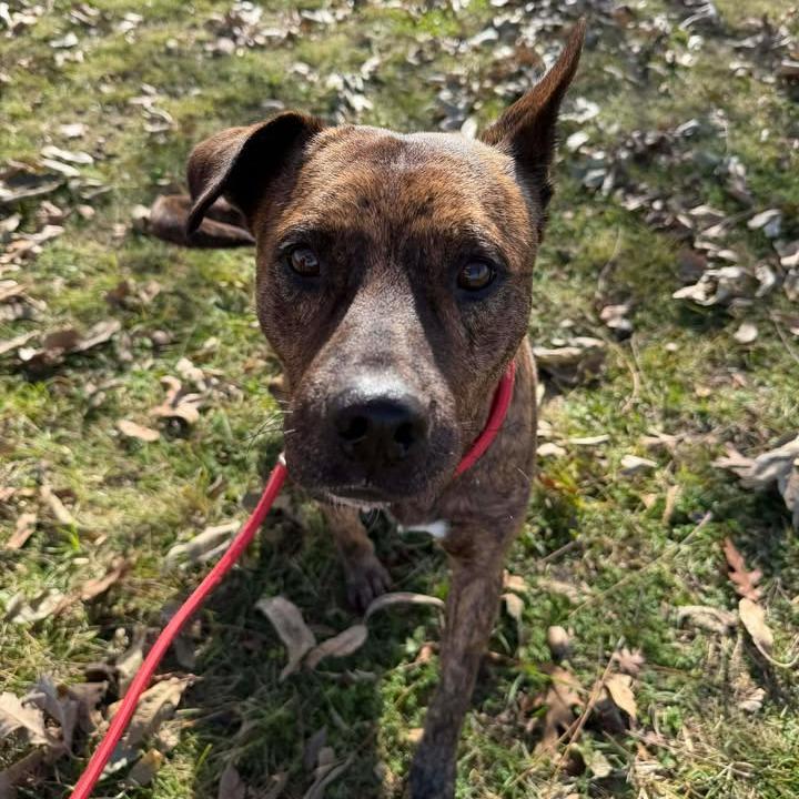 Enlarge Nimbus, a Adoptable Pit Bull Terrier in Vinita, OK image 2/5