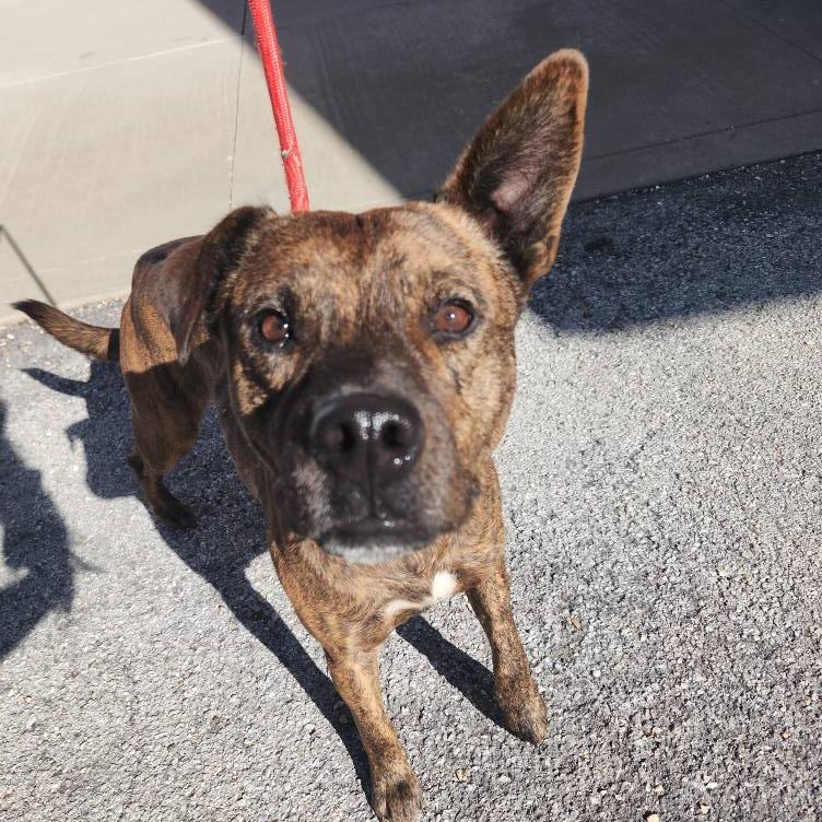 Enlarge Nimbus, a Adoptable Pit Bull Terrier in Vinita, OK image 3/5