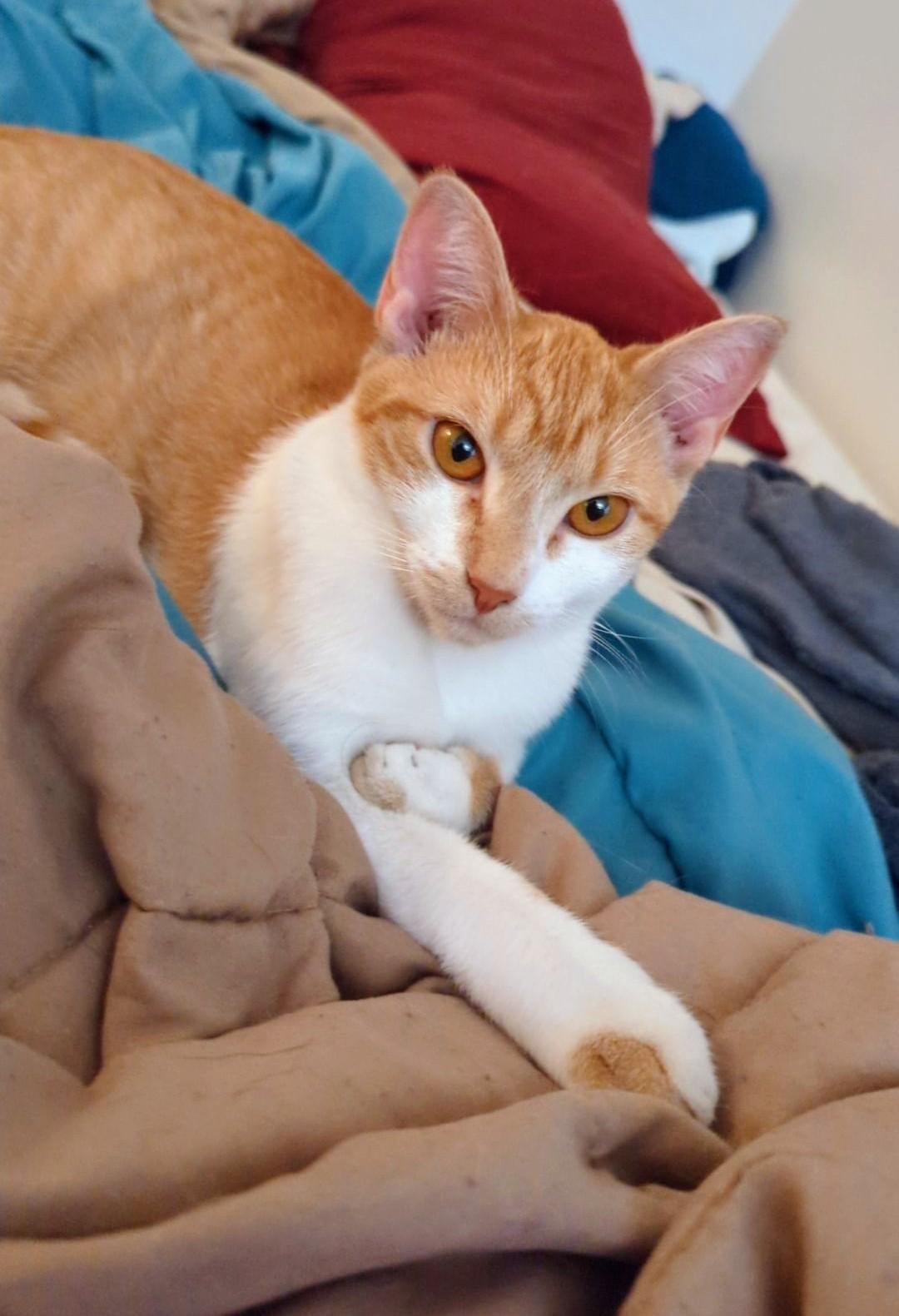 Hemlock, an adoptable Domestic Short Hair in Ellijay, GA_image-1