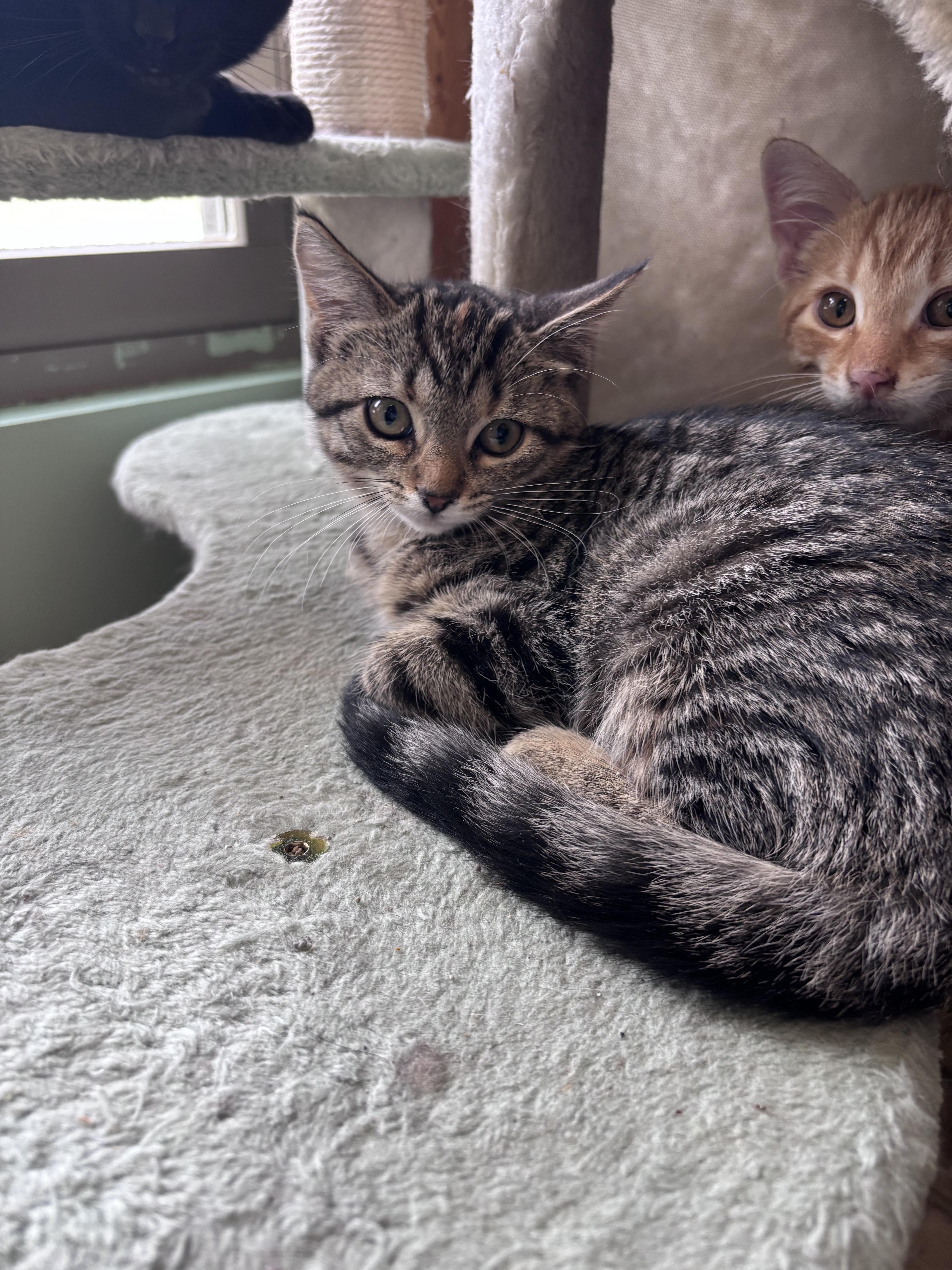 Taylor, Adoptable, Young Female Domestic Short Hair.
