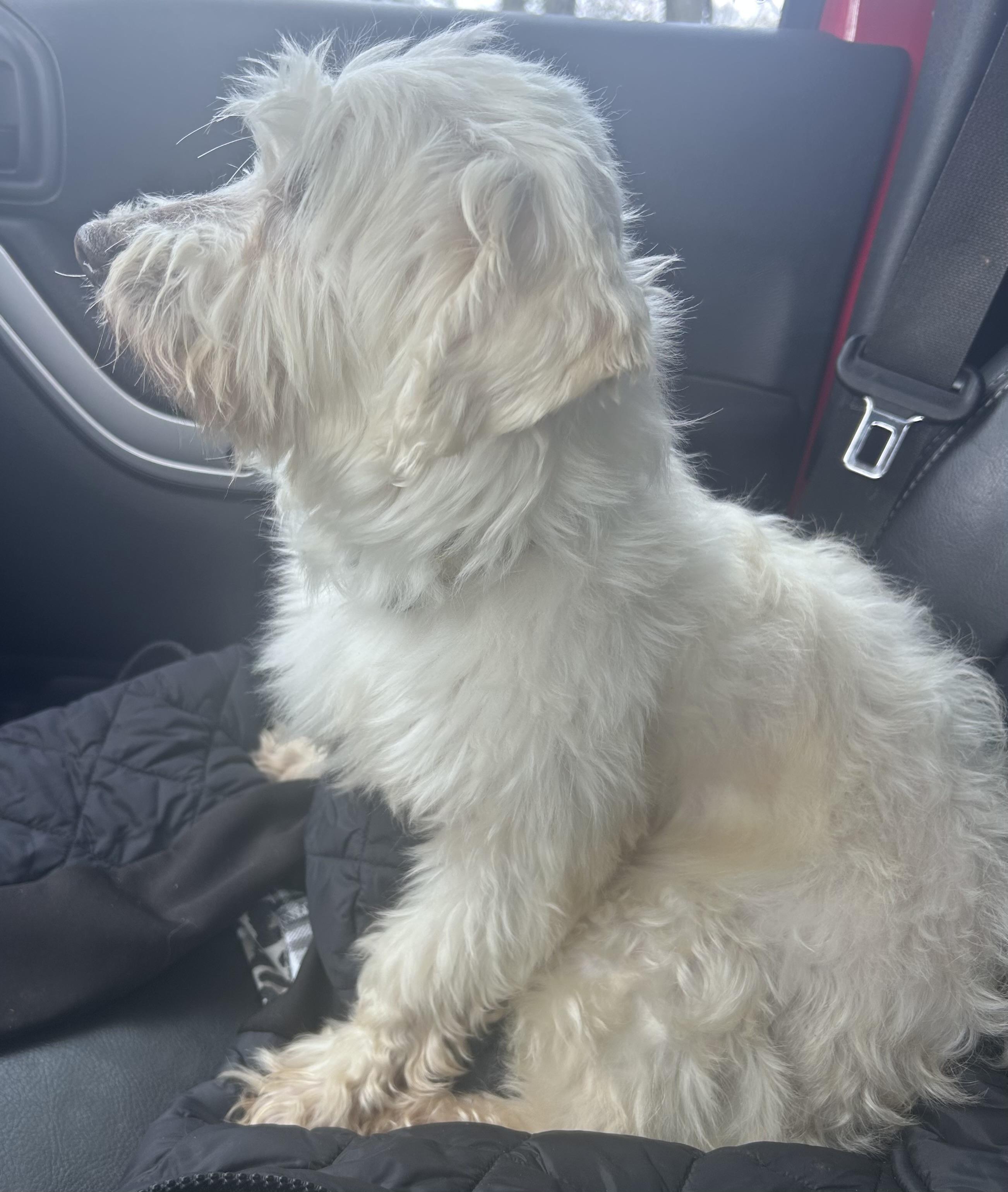 Enlarge Princess Charlotte , a ADOPTABLE mixed breed in Tyler Hill, PA image 2/3