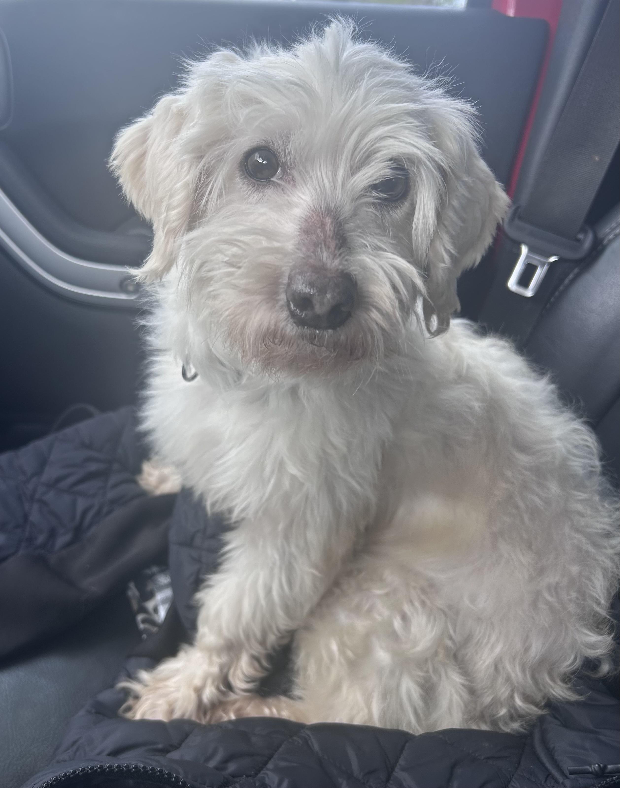 Princess Charlotte , ADOPTABLE, Senior Female Maltese & Poodle (Toy).
