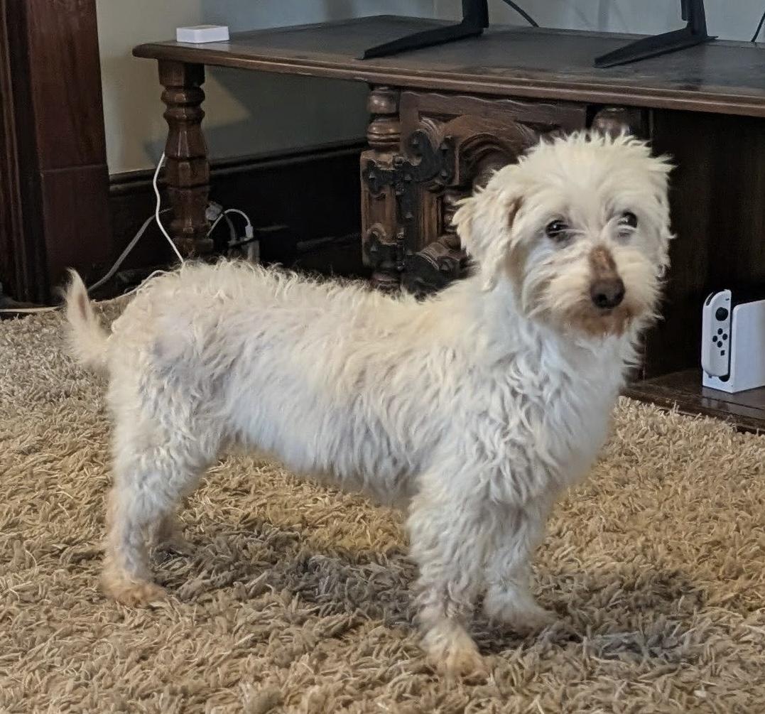 Enlarge Princess Charlotte , a ADOPTABLE mixed breed in Tyler Hill, PA image 3/3