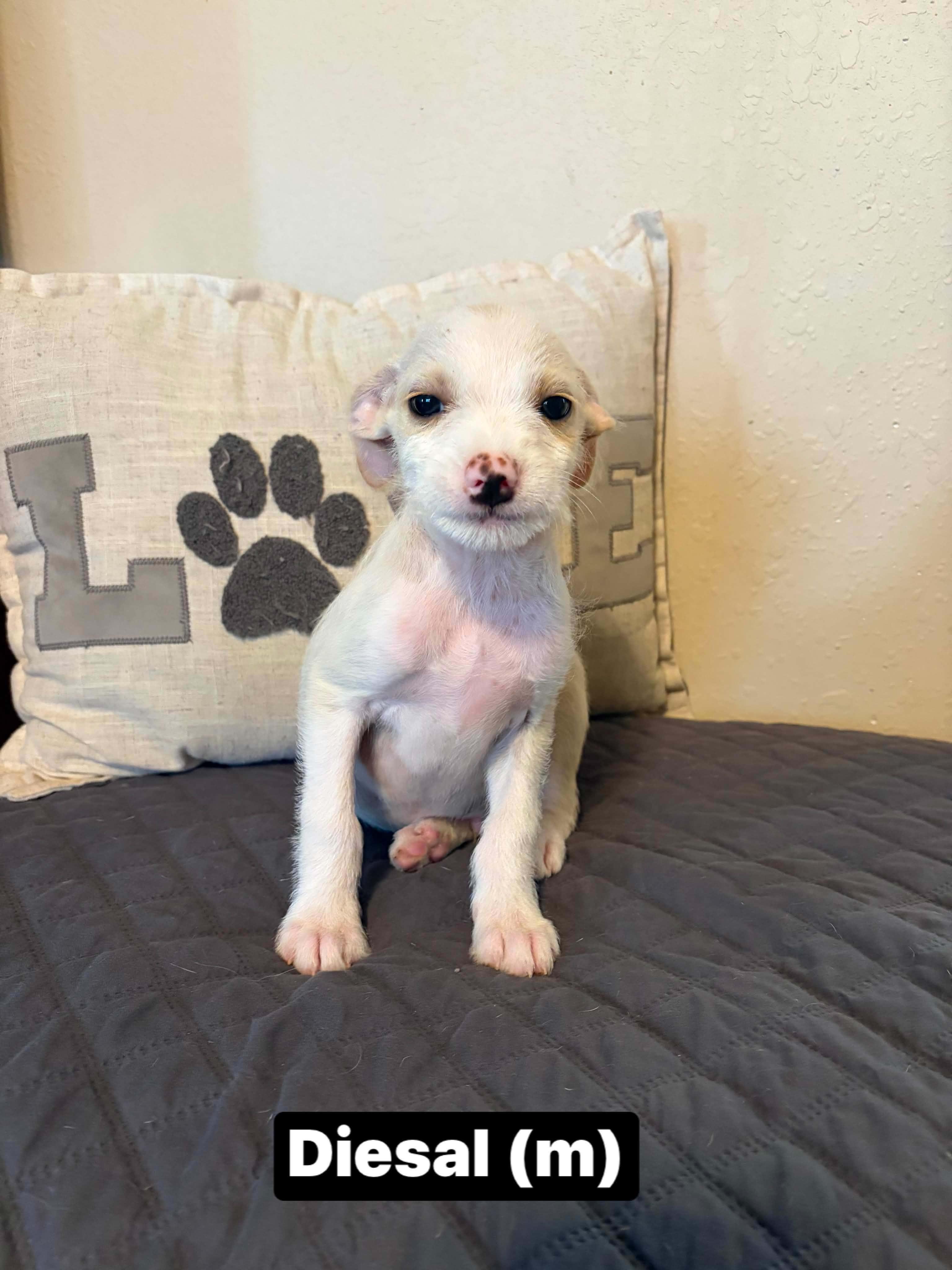 Diesal, Adopted, Puppy Male Boxer & Terrier.
