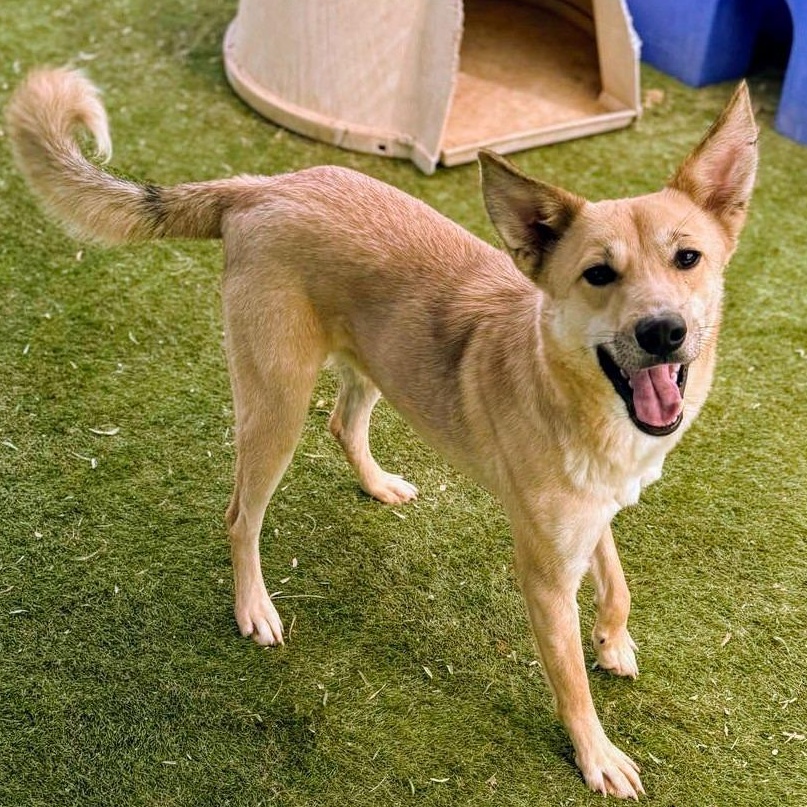 Babur (KSAR), Adult Male Shiba Inu