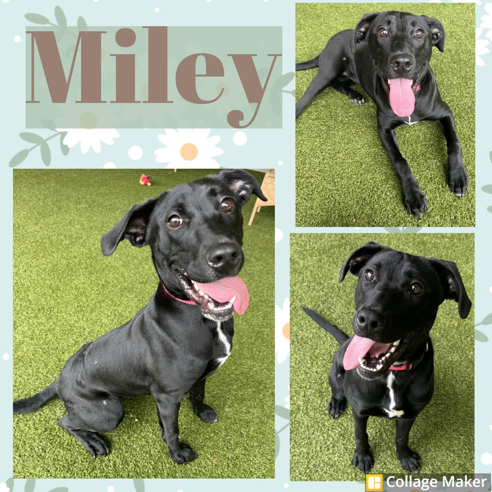 Enlarge Miley, a ADOPTABLE mixed breed in Clearfield, PA image 1/1