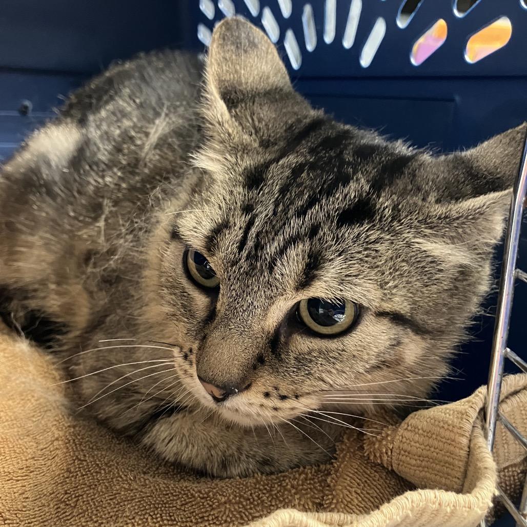 Enlarge Maude, a Adoptable Domestic Short Hair in DeKalb, IL image 1/3