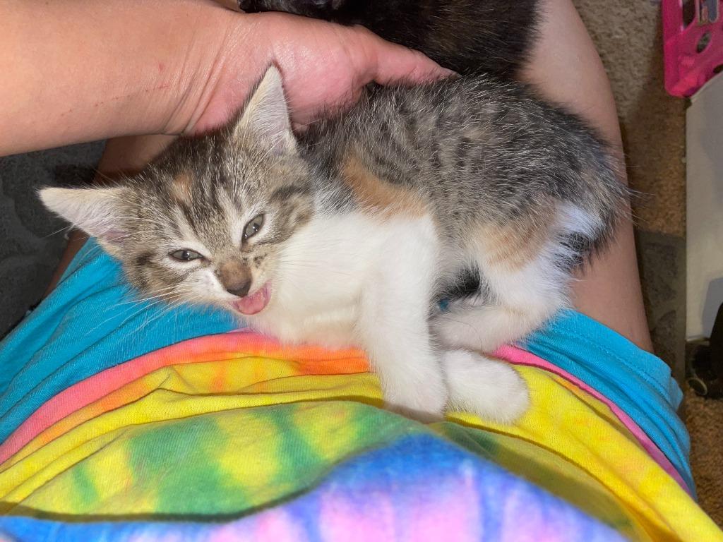 Enlarge Binx, a Adopted mixed breed in Owatonna, MN image 1/6