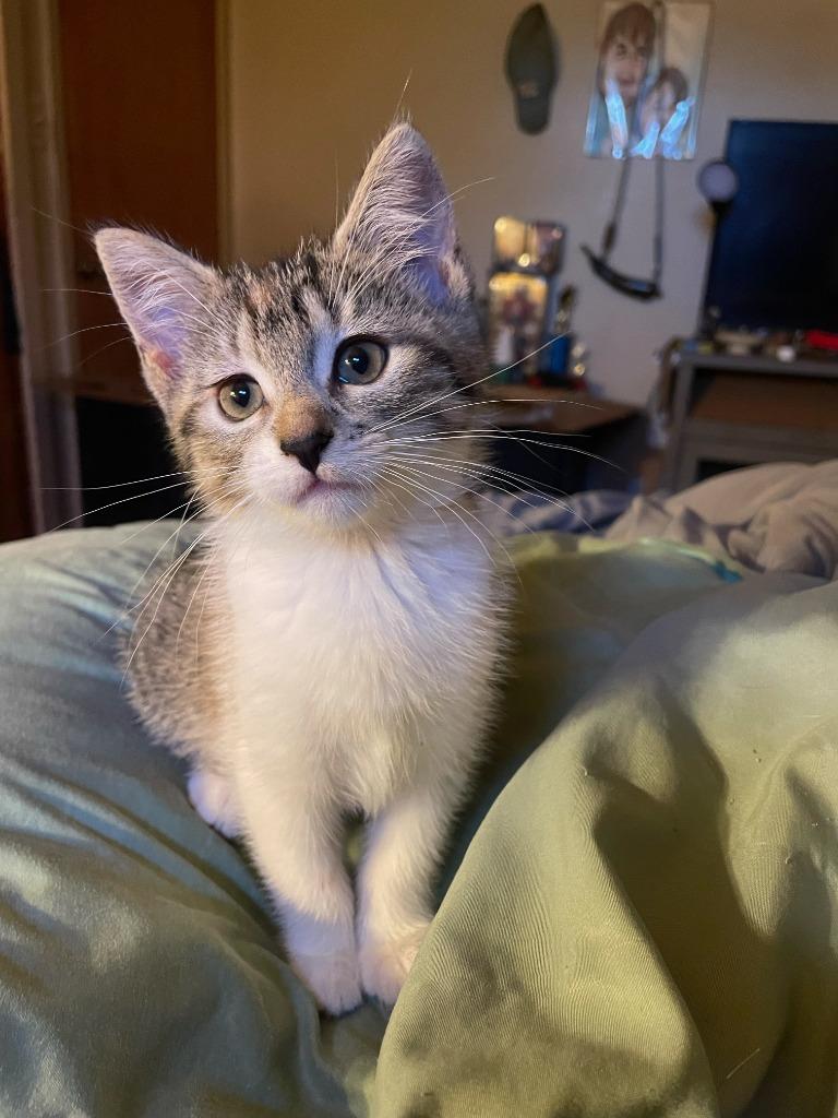 Enlarge Binx, a Adopted mixed breed in Owatonna, MN image 3/6