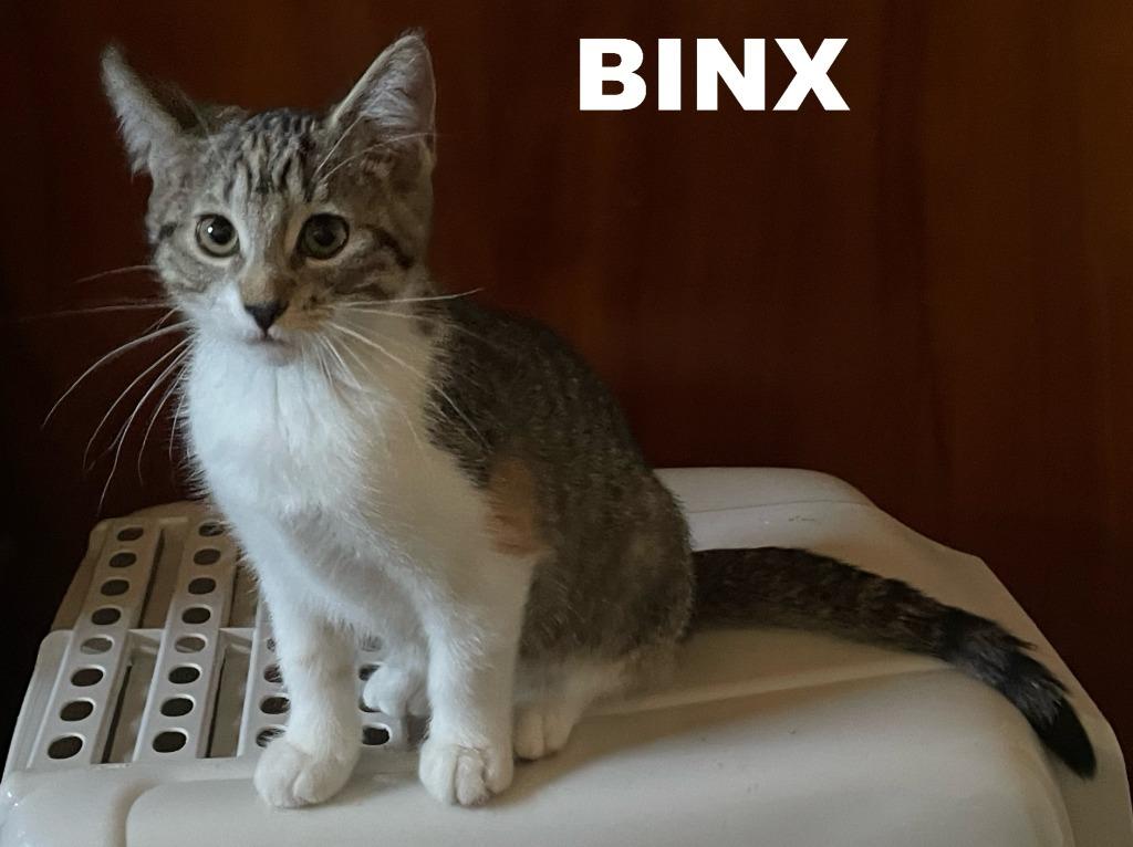 Enlarge Binx, a Adopted mixed breed in Owatonna, MN image 6/6