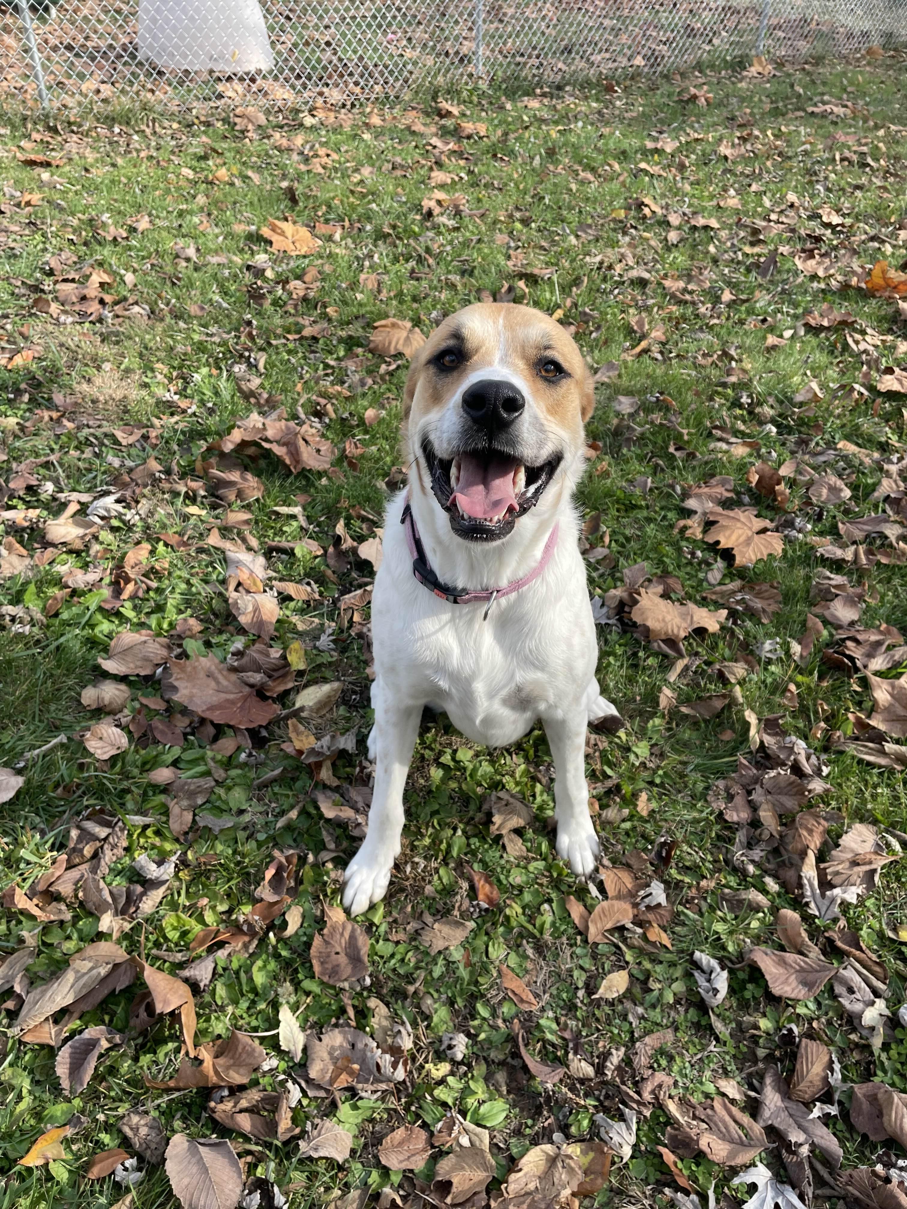 Enlarge Basil, an adoptable mixed breed in Sulphur, KY image 5/6