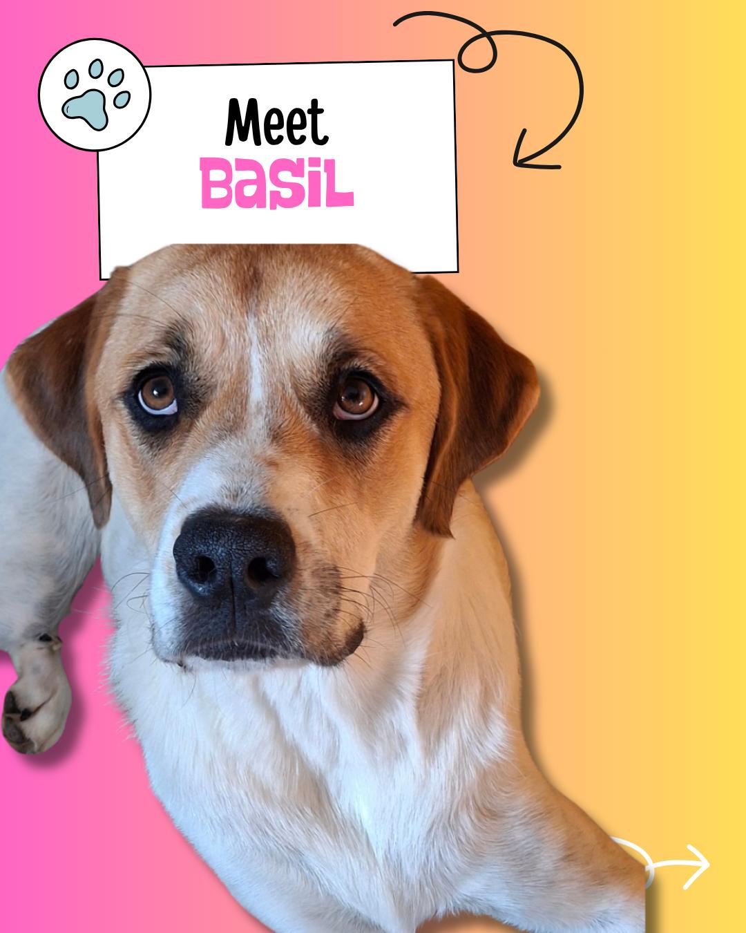 Enlarge Basil, an adoptable mixed breed in Sulphur, KY image 1/6