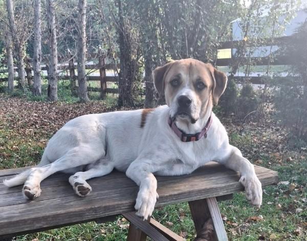 Enlarge Basil, an adoptable mixed breed in Sulphur, KY image 2/6