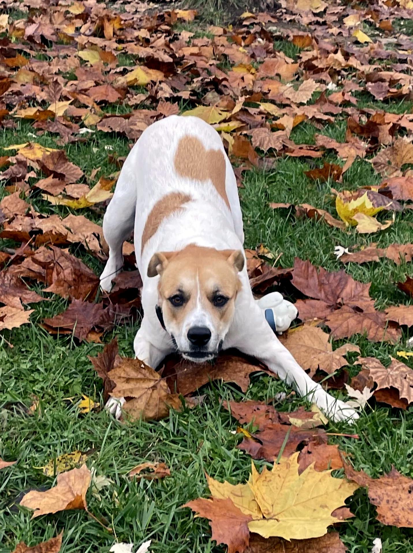 Enlarge Basil, an adoptable mixed breed in Sulphur, KY image 3/6