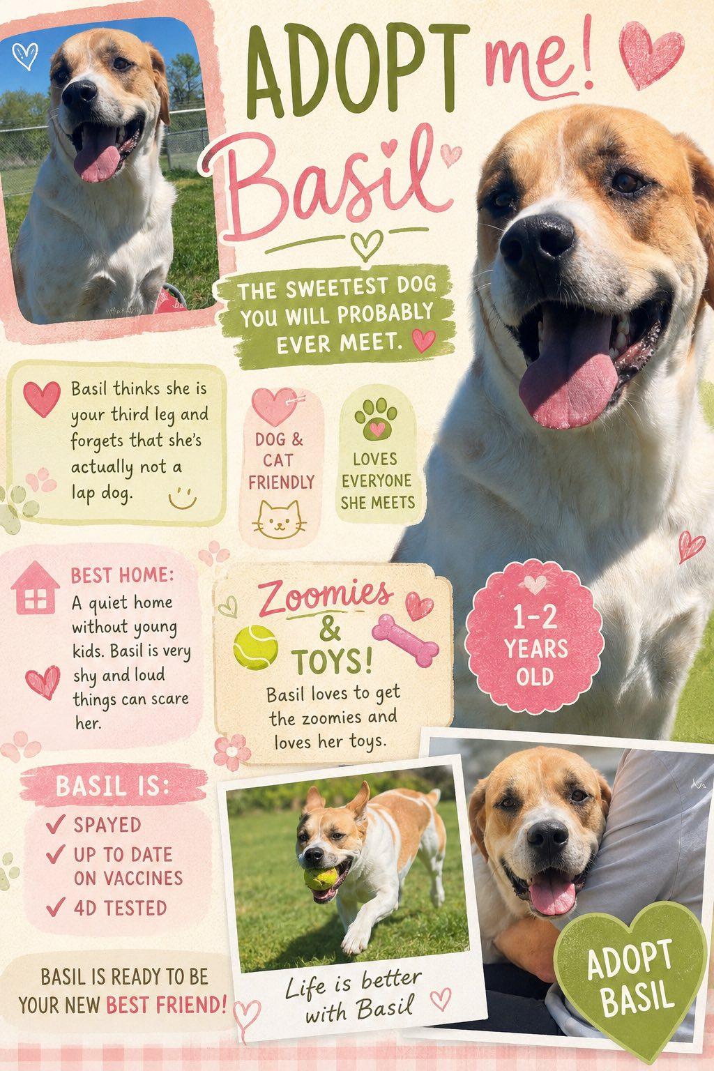 Basil, an adopted mixed breed in Sulphur, KY image 2/6