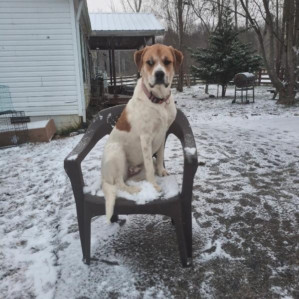 Enlarge Basil, an adoptable mixed breed in Sulphur, KY image 6/6
