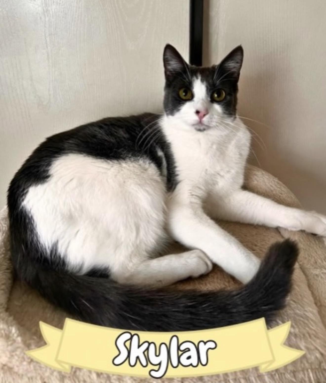 Enlarge Skylar, a ADOPTABLE Domestic Short Hair in Oakley, CA image 1/2