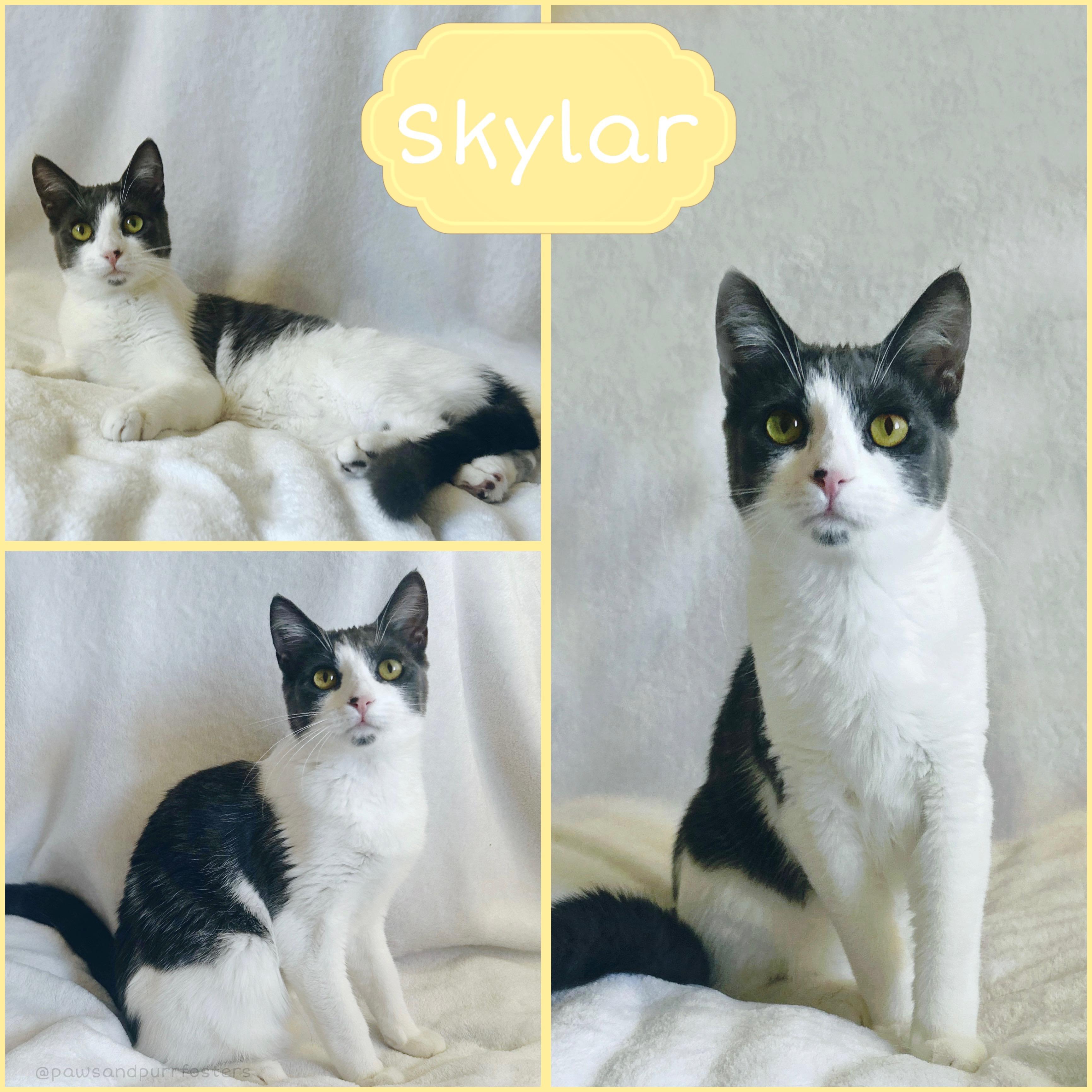 Enlarge Skylar, a ADOPTABLE Domestic Short Hair in Oakley, CA image 2/2