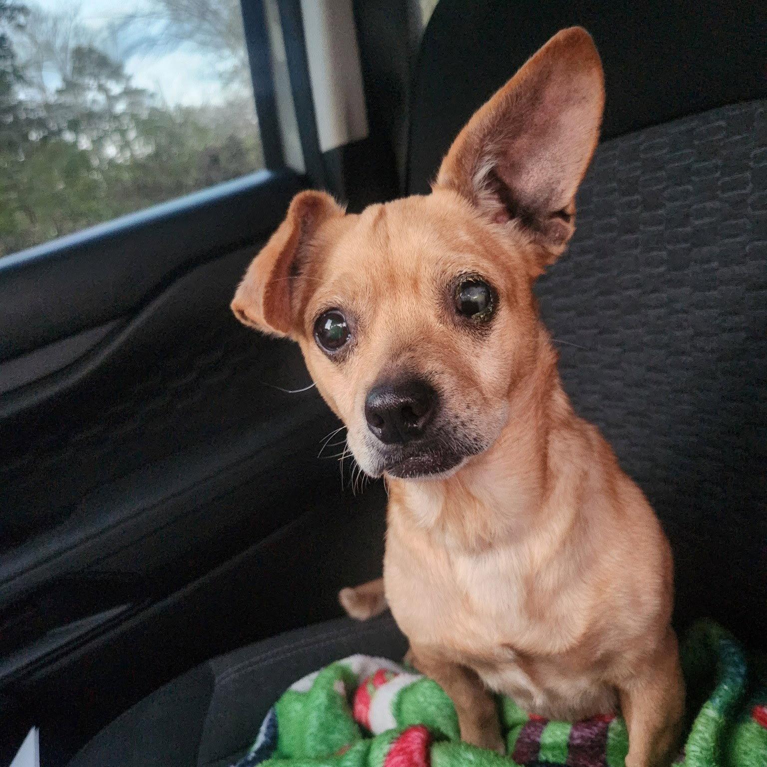 Joy, Adopted, Senior Female Chihuahua & Dachshund.