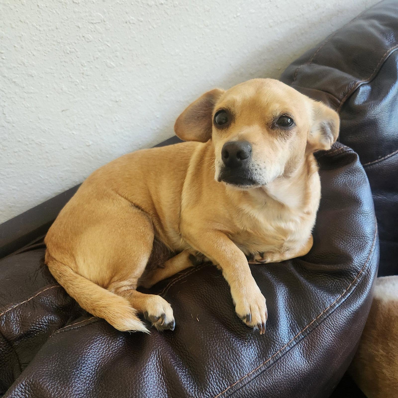 Enlarge Joy, a Adopted mixed breed in Texarkana, TX image 2/3