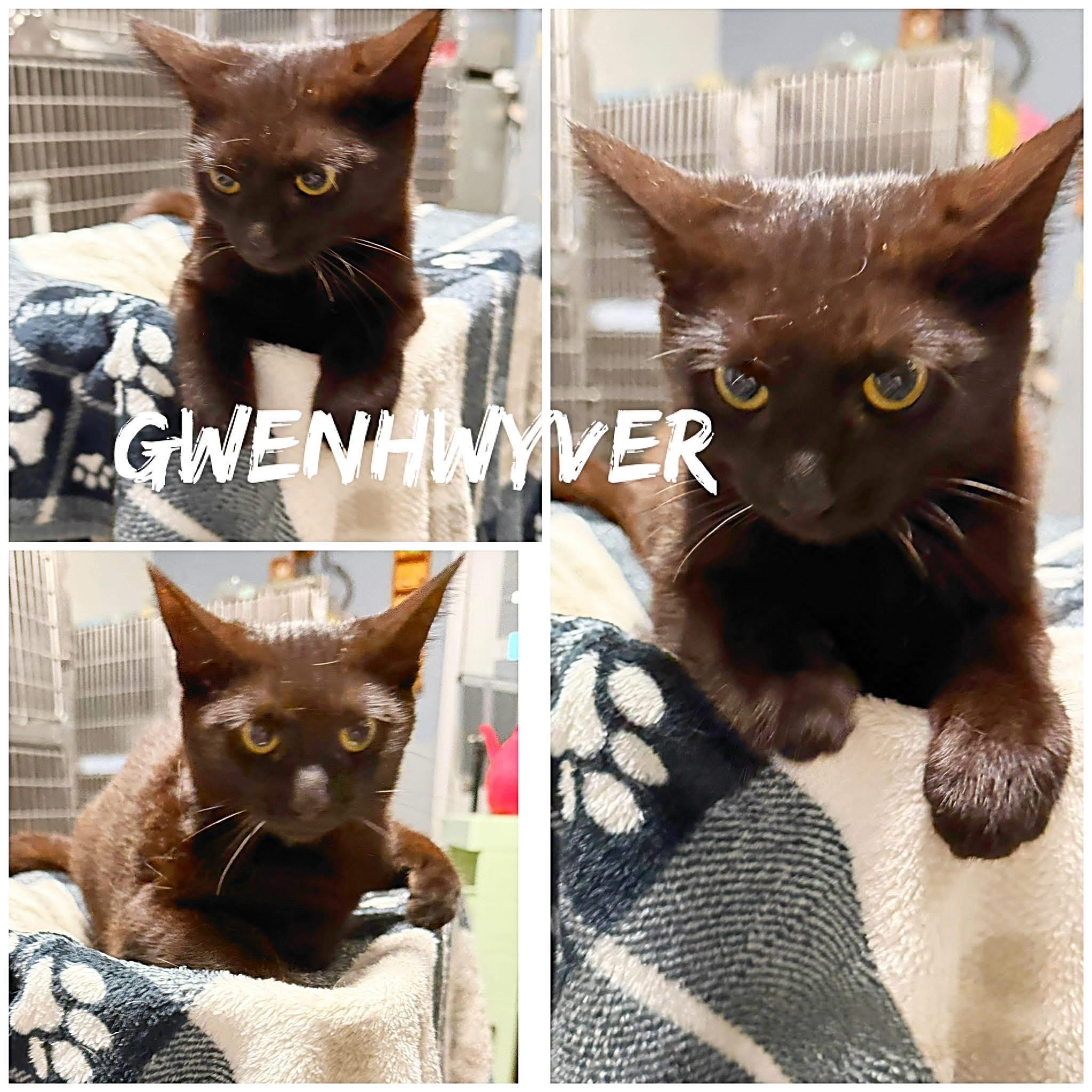 Enlarge Gwenhwyver, an adopted Domestic Short Hair in Saint James, MO image 1/1