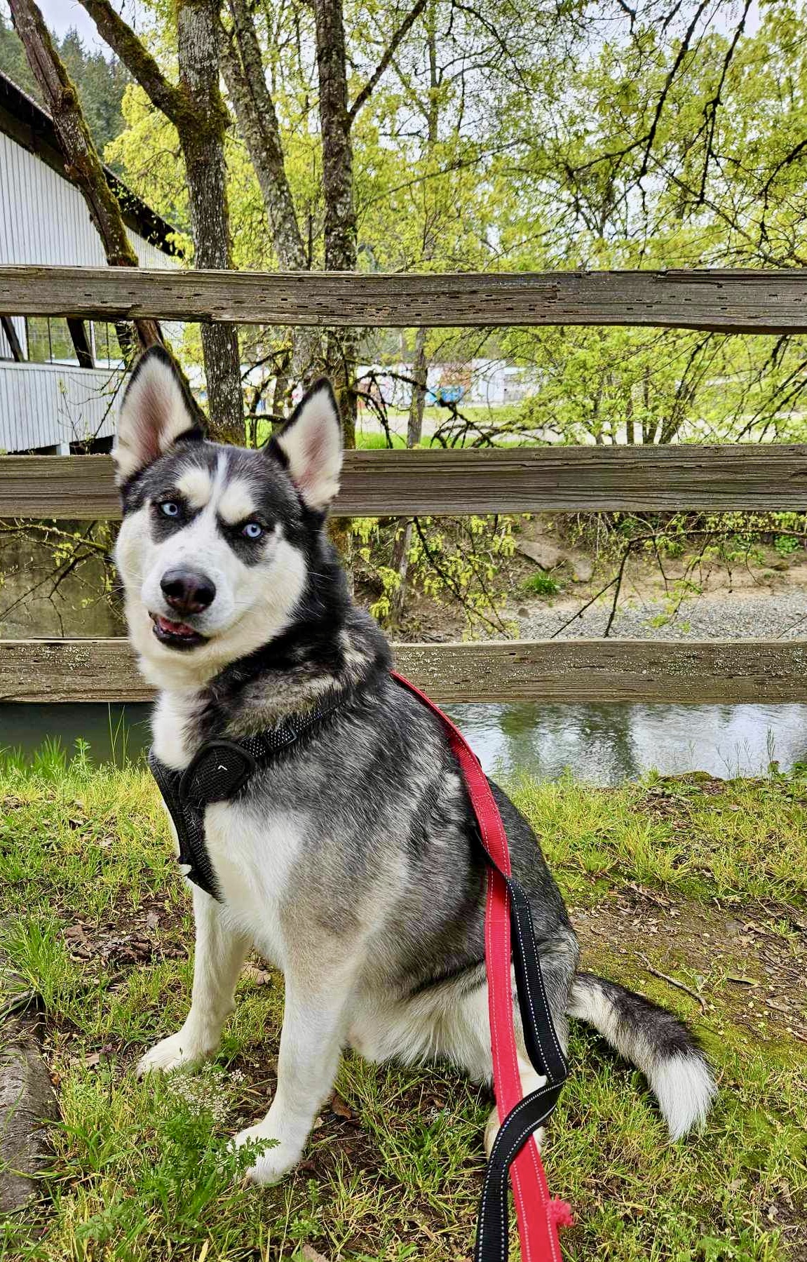 Batman, an adoptable Husky, Alaskan Malamute in Roseburg, OR, 97471 | Photo Image 1