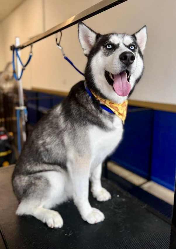 Batman, an adoptable Husky, Alaskan Malamute in Roseburg, OR, 97471 | Photo Image 6