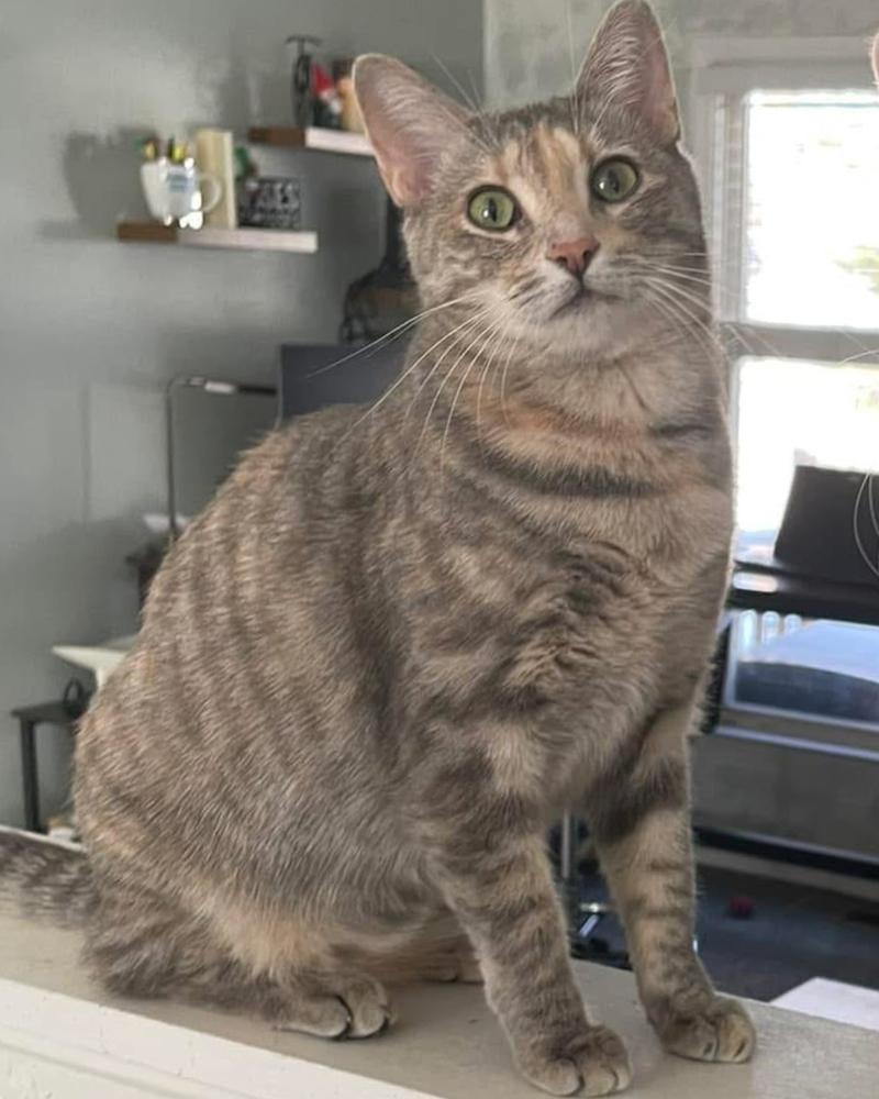TILLY, Adoptable, Adult Female Domestic Short Hair & Domestic Short Hair.