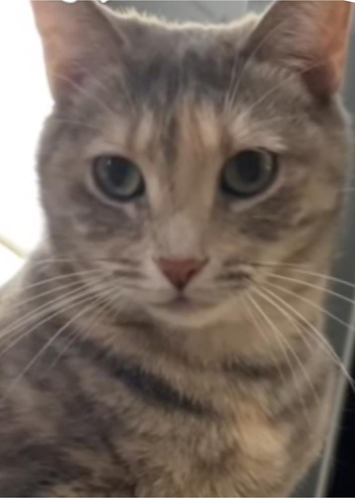 TILLY, Adoptable, Adult Female Domestic Short Hair & Domestic Short Hair.