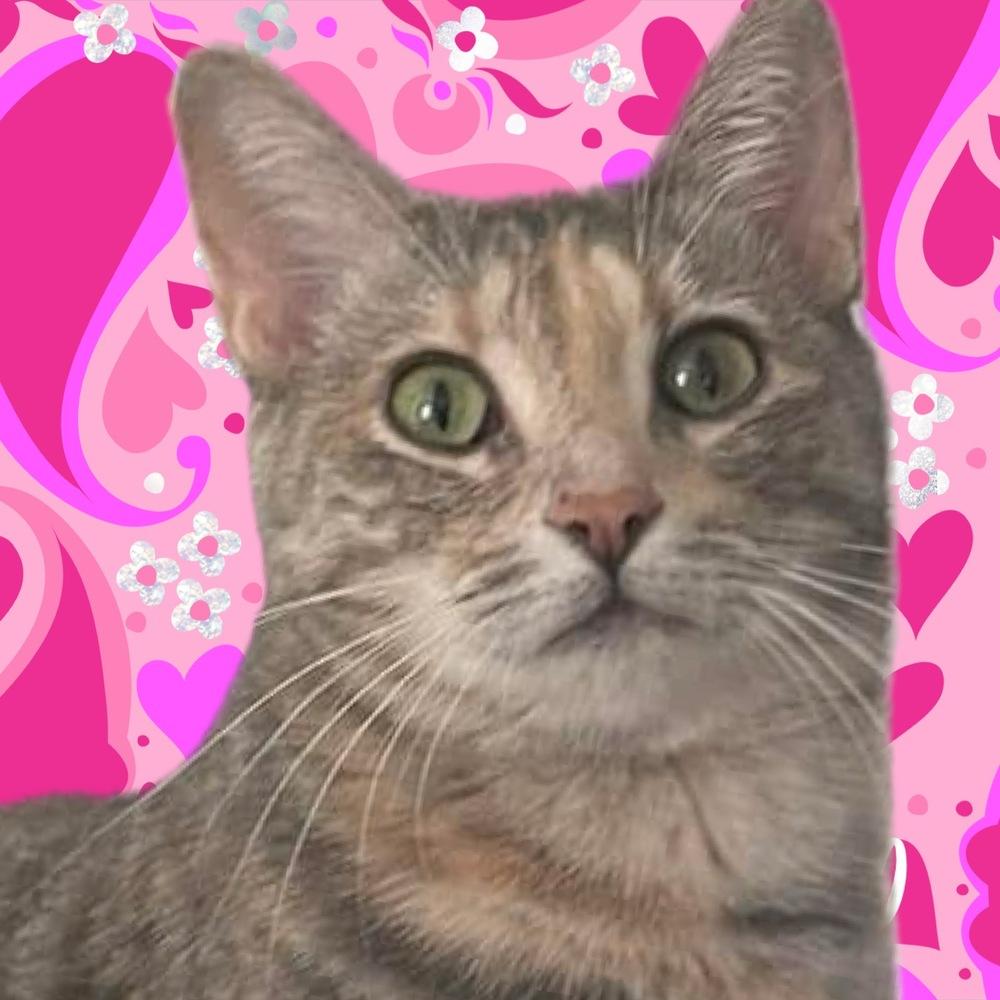 Enlarge TILLY, a Adoptable mixed breed in Burlington, NC image 2/6