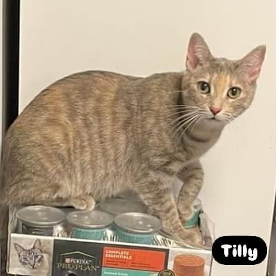 Enlarge TILLY, a Adoptable mixed breed in Burlington, NC image 3/6
