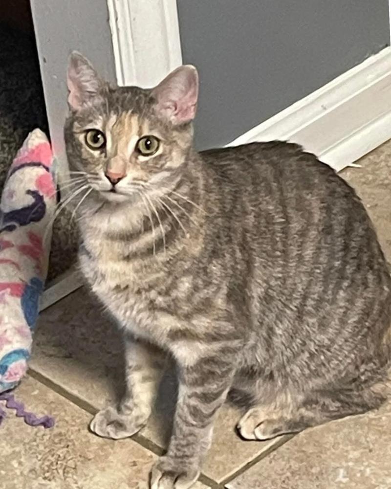 Enlarge TILLY, a Adoptable mixed breed in Burlington, NC image 3/5
