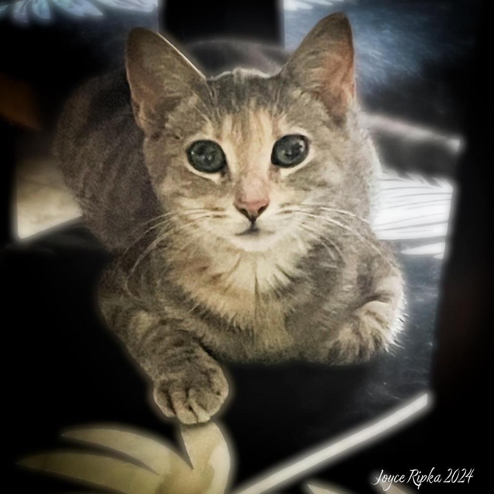 Enlarge TILLY, a Adoptable mixed breed in Burlington, NC image 4/6